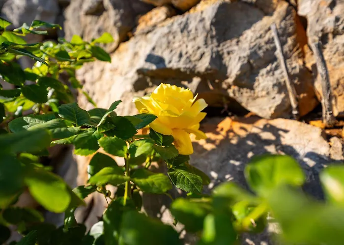 My Dalmatia - Sea View Stone House Dobroselo Semesterbostad *