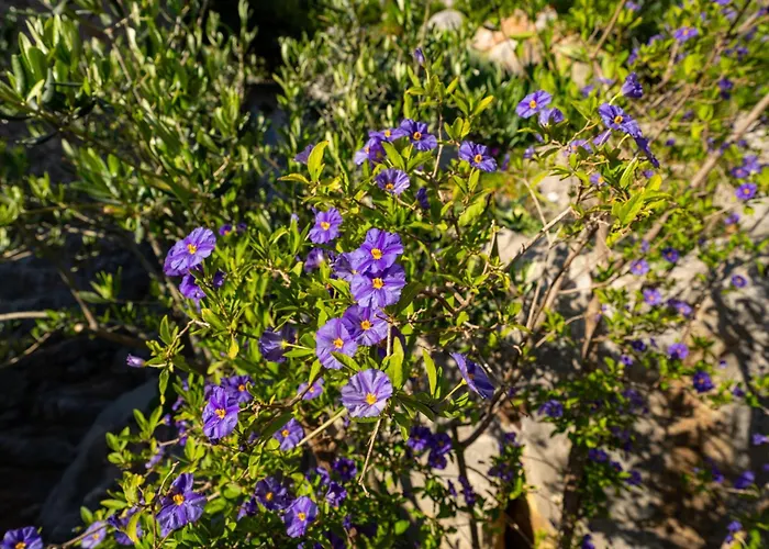Semesterbostad My Dalmatia - Sea View Stone House Dobroselo *